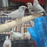 سه جفت فنچ تضمینی صد درصد تخم و جوجه خوشگل زیبا