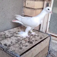 دورگ پلاکی