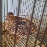 بلدرچین سالم وسرحال