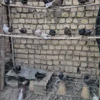 کبوتر کفتر