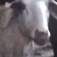 میش چاق بره نر ماده