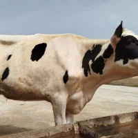 گاوه|حیوانات مزرعه|سبزوار, صالح آباد|دیوار