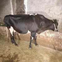 فروش گاو آبستن