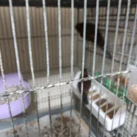 قناری جوجه امسال