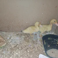 پرنده