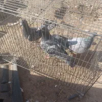 پلاکی ماده