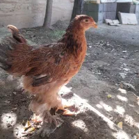 مرغ برهما ۴ماهه دو عدد حراج دو میلیون