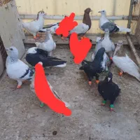 کفترو کبوتر شهرستانی