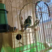 طوطی برزیلی مولد