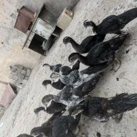 اردک اسراییلی (مسکوی)