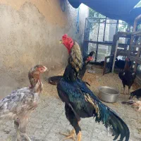 مرغ خروس لاری اصل