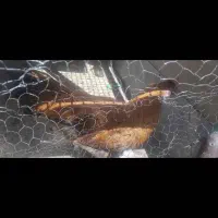 خروس چهل تاج