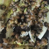 حلزون اچاتینا مولد و جوجه تقریبا ۴۶۰ عدد