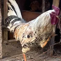 خروس درجه یک