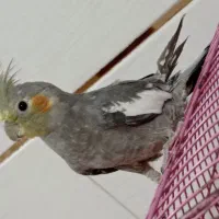 فروش یک جوجه عروس هلندی نر نیمه رام،۱۵۰۰۰۰۰۰