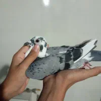مجسمه مسافتی