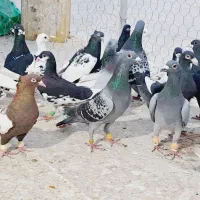 کبوتر|پرنده|شیراز, رکنآباد|دیوار