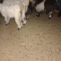 ده بز ده بیک داشتی و جوون به بفروش میرسد فقط نقدی