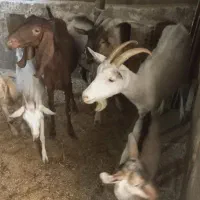 فروش بز