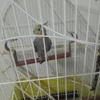 عروس هلندی