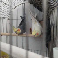 طوطی عروس هلندی جفت