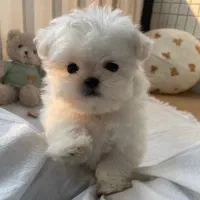 پودل poodle maltipo مالتیز سگ اپارتمانی