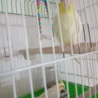 عروس هلندی