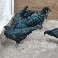 تخم مرغ سوماترا