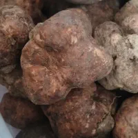 دنبلان تازه از زمین
