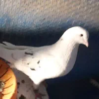 کفتر شب بالا مونده هرکی گرفته پول صیدشو میدم