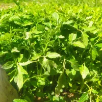 نشا گوجه دینور