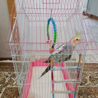 عروس هلندی با قفس
