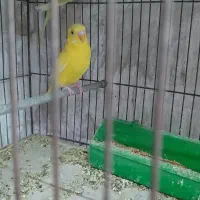 جفت مرغ عشق روی تخم