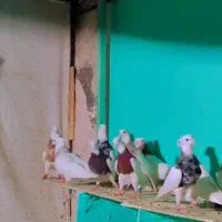 طوقی آس کرمانشاهی خالدار