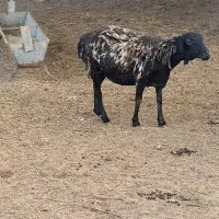 بره جوان داشتی