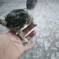 جوجه شاه طوطی