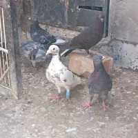 کفتر آلمانی