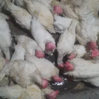 مرغ تخم گذار درجه یک۳۷۰