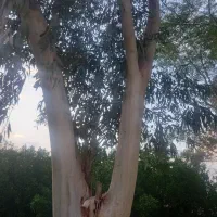 برش وخریدانواع درختان