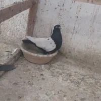 کبوترماده سینه ای