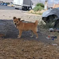 بیستی|سگ|اهر, |دیوار