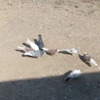 کبوتر