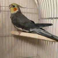 عروس هلندی