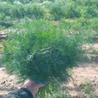 دسته کارگر شوید و جعفری