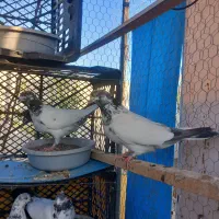 کبوتر پرشی