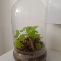 تراریوم گیاه پتوس