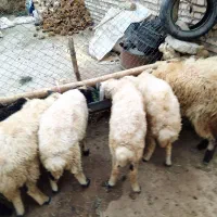 بره  نر