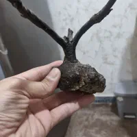 شجریسر