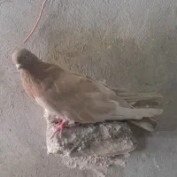 ماده