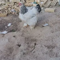 تخم مرغ برهما لایت و جوجه